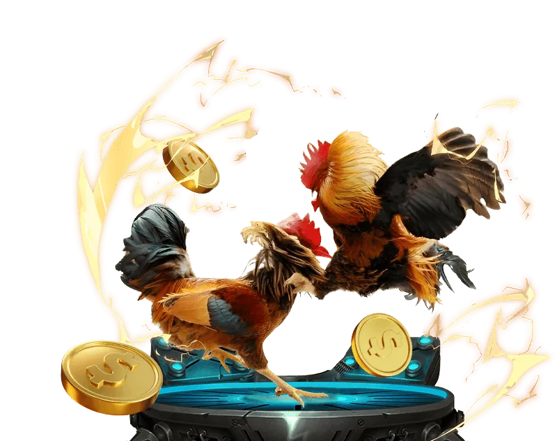 Hình ảnh trọng tài đang kiểm tra gà chiến trước trận đấu, đảm bảo tuân thủ quy tắc chọi gà.